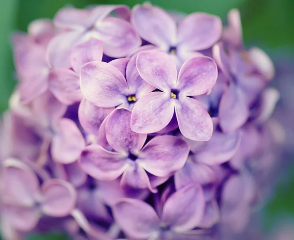 Lilac flowers macro — Stock Photo, Image