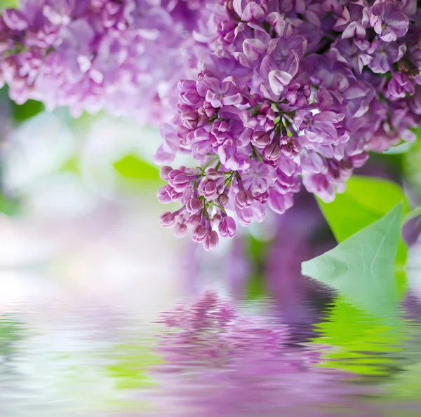 ライラックの花の枝 — ストック写真