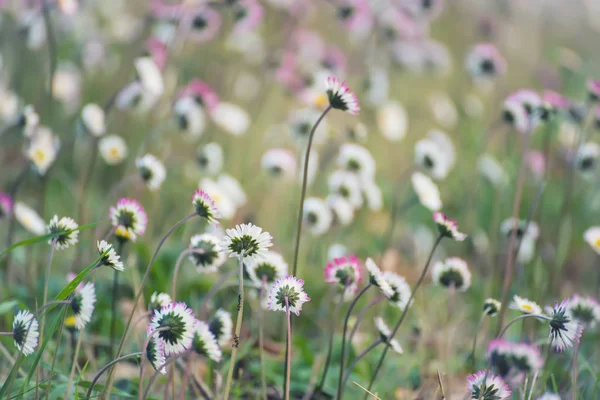 春のマーガレットの花 — ストック写真