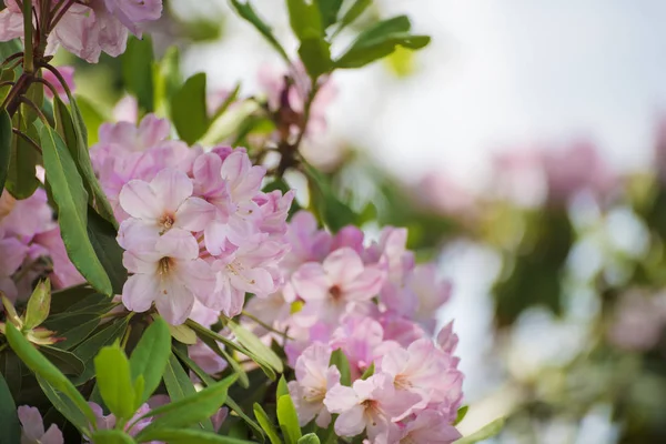 Rhododendron máximo de flores rosadas — Foto de Stock