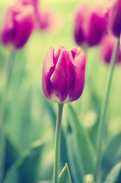 Flores de tulipán violeta — Foto de Stock