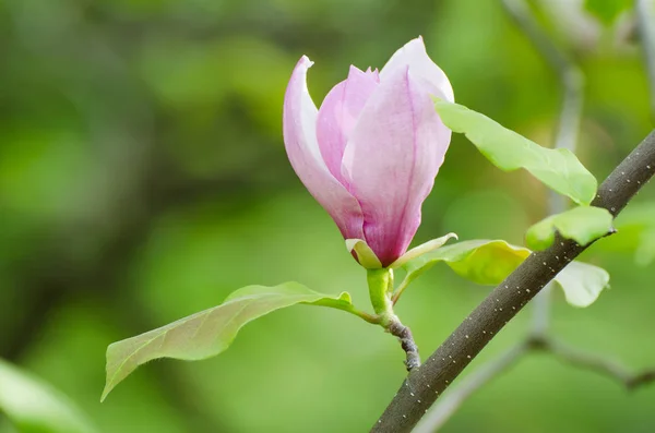 Magnolia tavaszi virágok — Stock Fotó