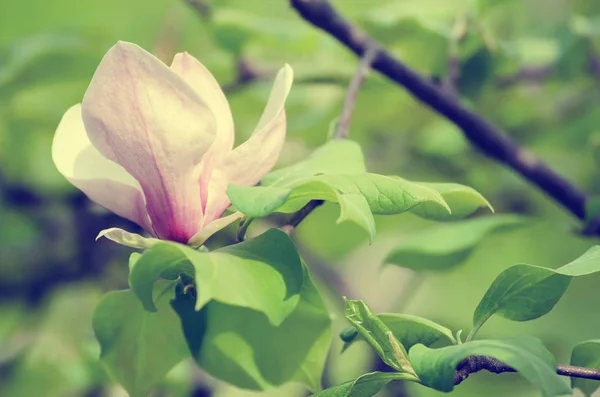 Magnolia flores da primavera — Fotografia de Stock