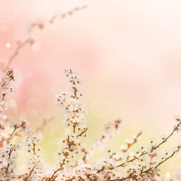 Sfondo astratto primavera — Foto Stock