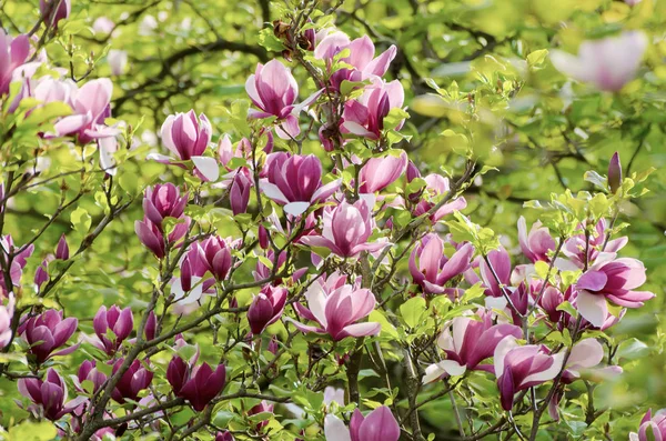 แมกโนเลีย ดอกไม้ฤดูใบไม้ผลิ — ภาพถ่ายสต็อก