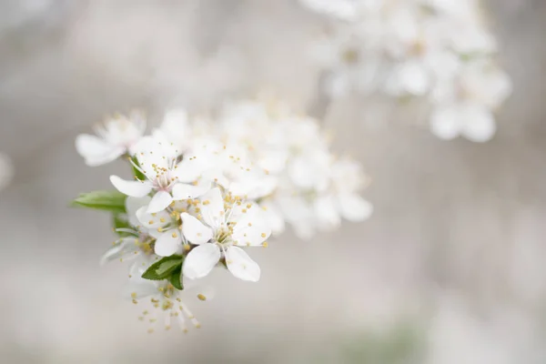 Plum spring flowers — Stock Photo, Image