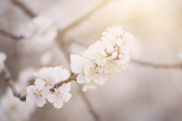 Albicocca albero fiore — Foto Stock