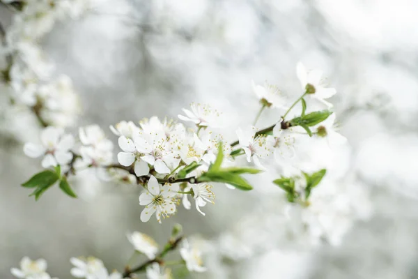 Cherry spring flowers — Stock Photo, Image