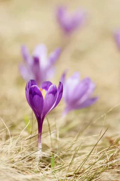 Flores de primavera de azafrán — Foto de Stock