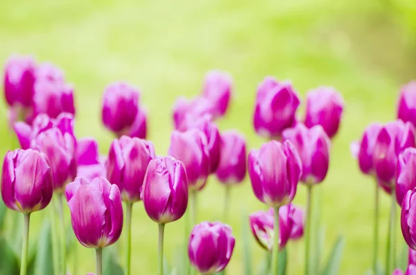 Violette tulpenbloemen — Stockfoto