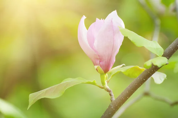 Magnolia lentebloemen — Stockfoto