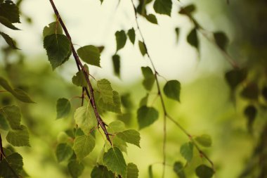 Güneşli yeşil yapraklar