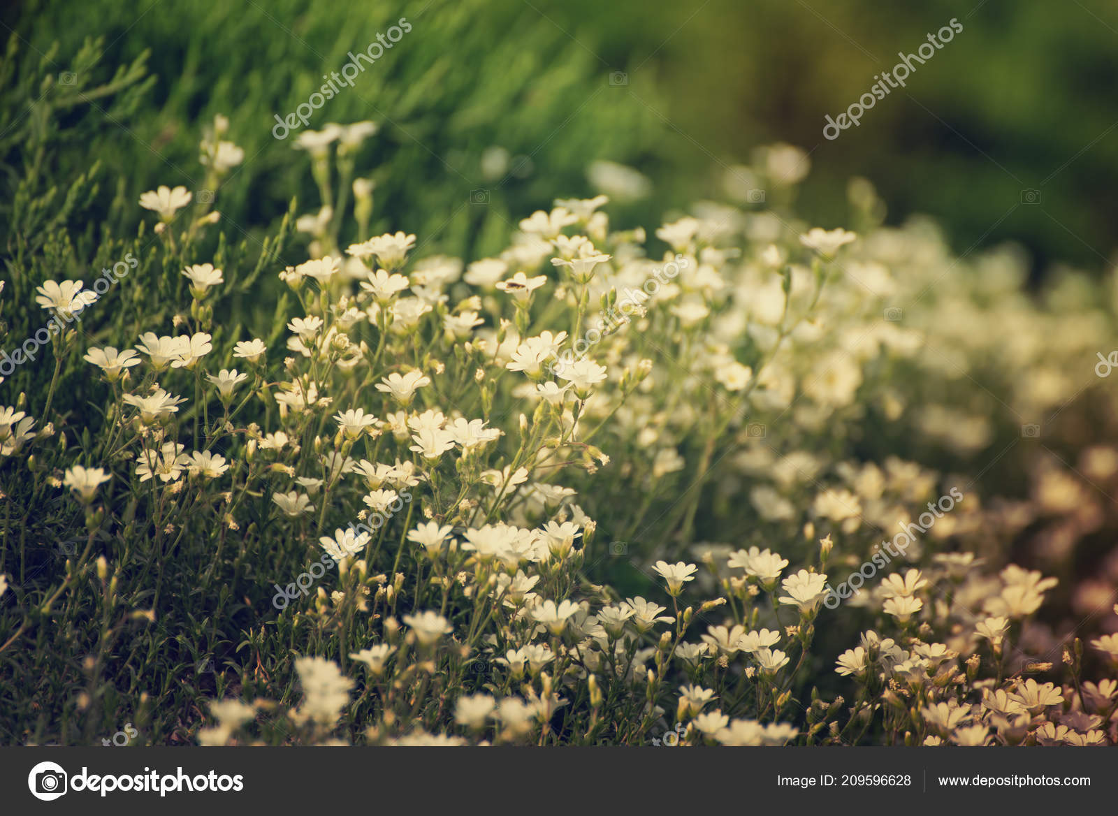 白春の花 ストック写真 C Roxana