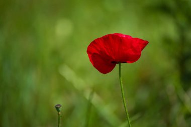 Kırmızı bahar gelinciği