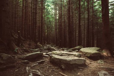 Kuzey İskandinav Ormanı