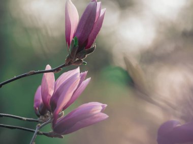 Magnolia bahar çiçekleri