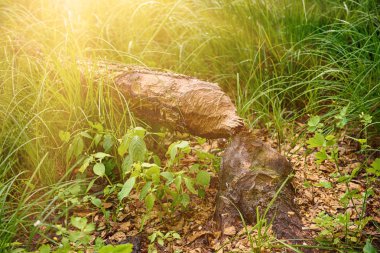 Kunduz kemirilmiş ağaç