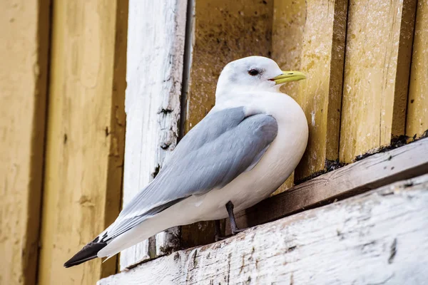 Måsen på Lofotens — Stockfoto