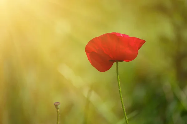 Papoula de primavera vermelha — Fotografia de Stock