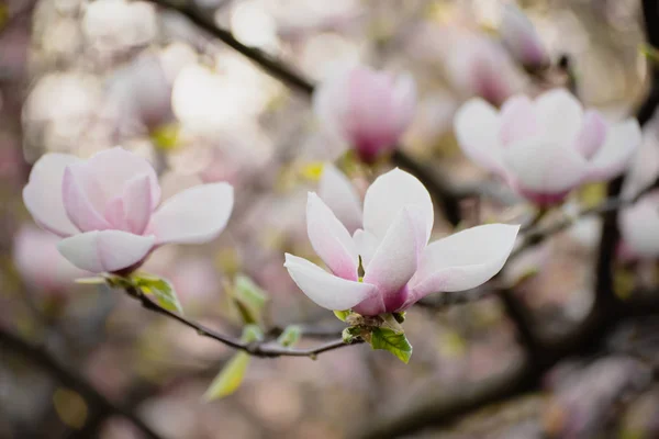 Magnolia wiosenne kwiaty — Zdjęcie stockowe