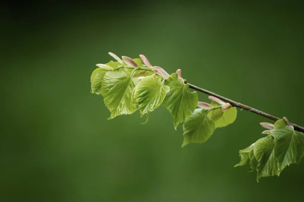 Zonnig groen blad — Stockfoto