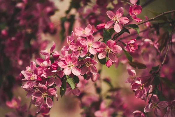 Röda äppelblommor — Stockfoto