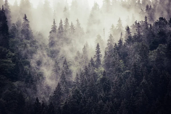 Paesaggio di montagna nebbioso — Foto Stock