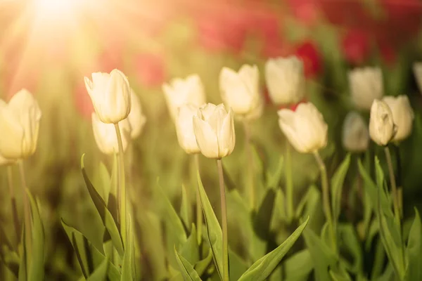 Krásné bílé tulipány — Stock fotografie