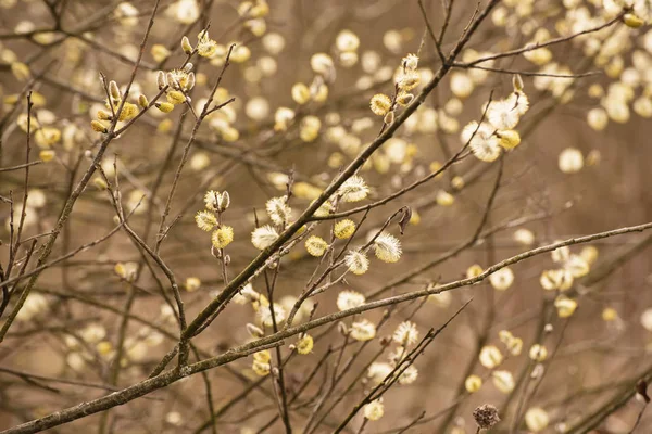 Blooming willow branches — Stock Photo, Image