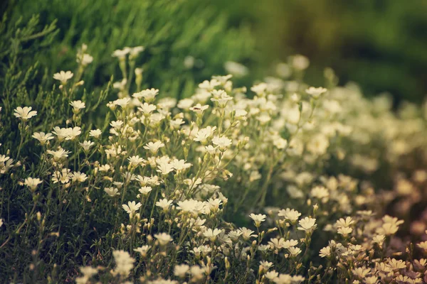 Flores blancas de primavera —  Fotos de Stock