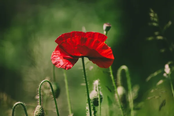 Papavero di primavera rosso — Foto Stock