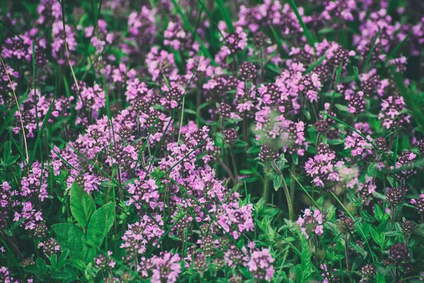 Thymus with flowers — Stock Photo, Image