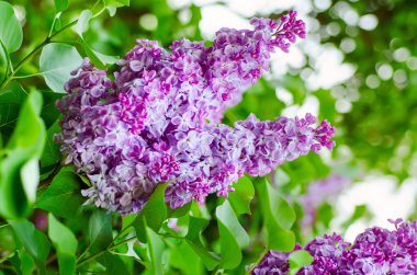 Bahar leylak çiçekleri