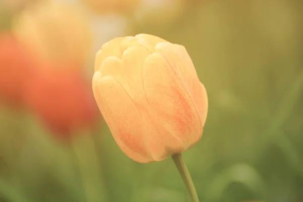 Flor de tulipán único — Foto de Stock