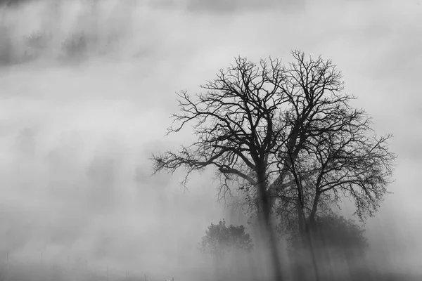 Un solo árbol en la niebla — Foto de Stock