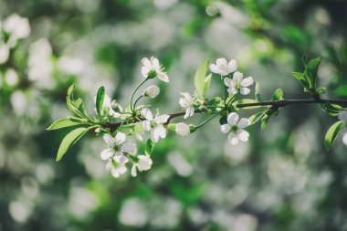 Kiraz bahar çiçekleri