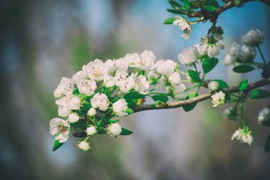 Elma ağacı çiçeği
