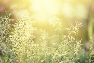 Doğal soyut güneşli arkaplan