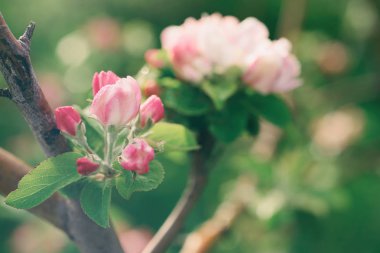 Elma ağacı çiçeği