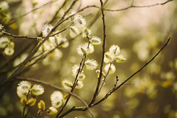 Blommande pilkvistar — Stockfoto