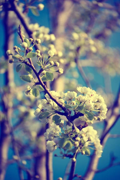 リンゴの木の花が咲く 花の背景 — ストック写真