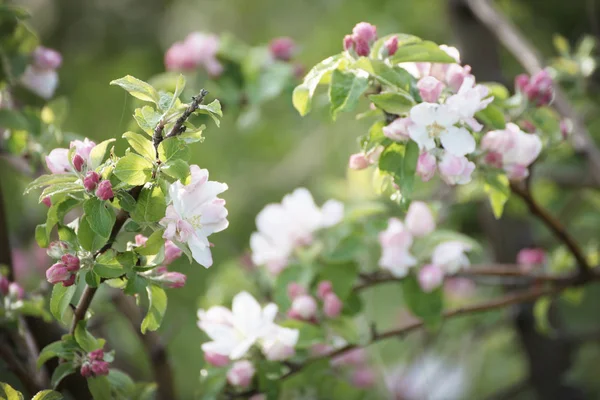 Apple tree flower — Stock Photo, Image