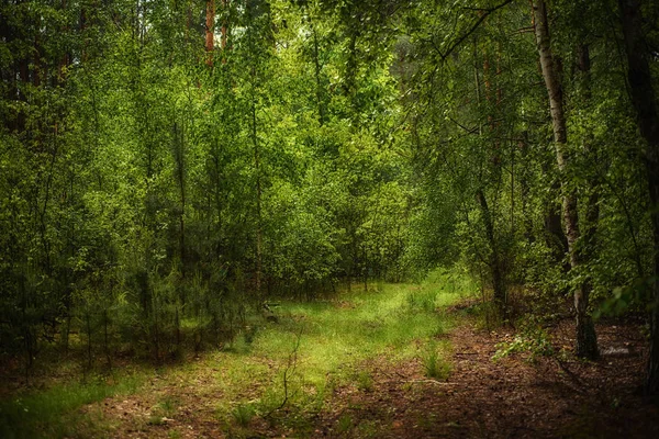 Tmavý náladový les — Stock fotografie