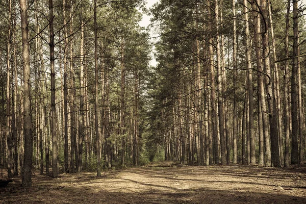 Mörk lynnig skog — Stockfoto