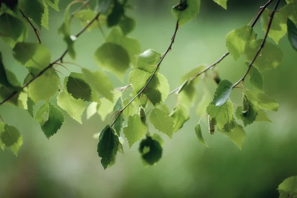 Zonnig groen blad — Stockfoto