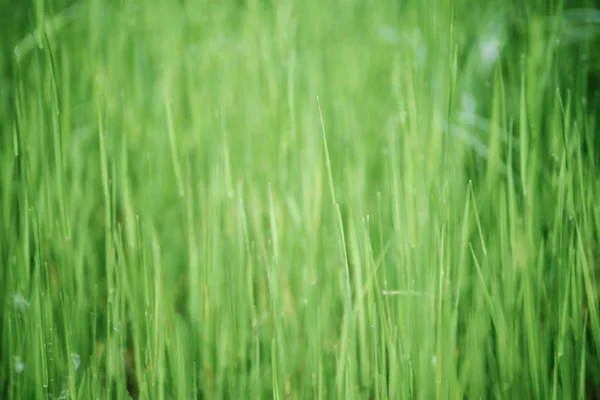 Fondo de campo de hierba verde —  Fotos de Stock