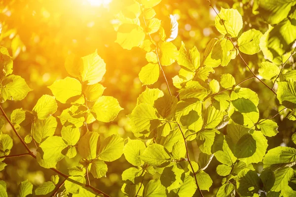 Solgröna blad — Stockfoto