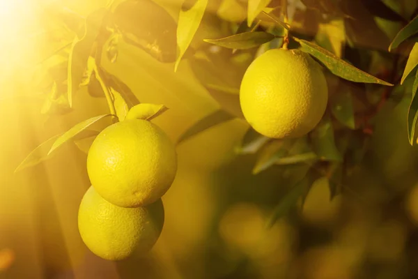 Jardín naranja con fruta —  Fotos de Stock