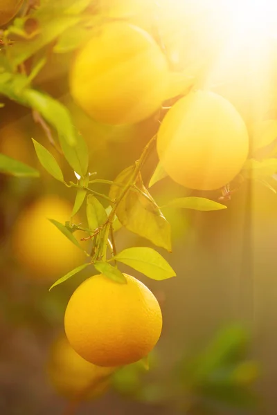 Jardín naranja con fruta —  Fotos de Stock