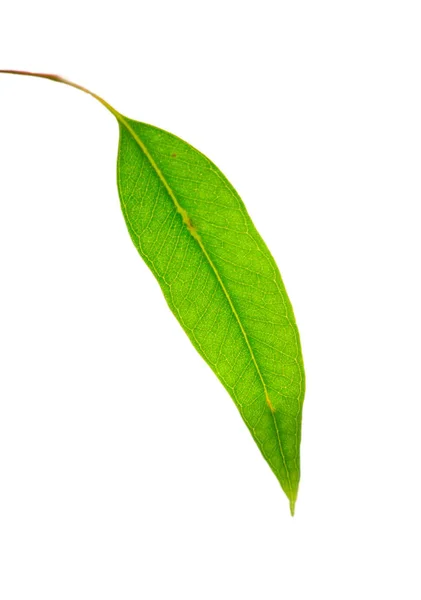 Eukaliptusowe liście zielone — Zdjęcie stockowe